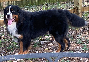 shiloh bernese mountain dog