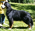 shona bernese mountain dog